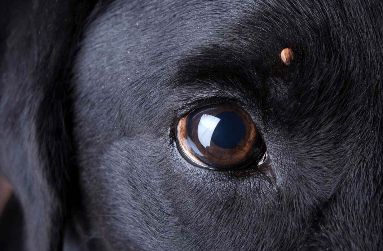Dog vs Deer Tick: Key Differences Explained